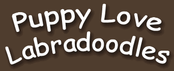Puppy Love Labradoodles - Labradoodle Lethbridge